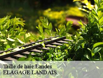 Taille de haie 40 Landes  Riva Élagage 40