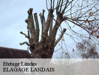 Etetage 40 Landes  Riva Élagage 40