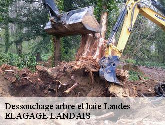 Dessouchage arbre et haie 40 Landes ELAGAGE LANDAIS
