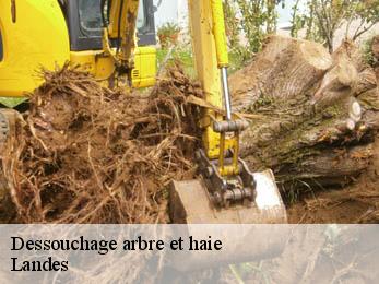 Dessouchage arbre et haie Landes 