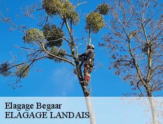 Elagage  begaar-40400 Riva Élagage 40