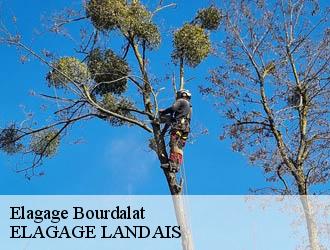 Elagage  bourdalat-40190 ELAGAGE LANDAIS