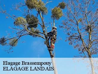 Elagage  brassempouy-40330 ELAGAGE LANDAIS