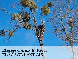 Elagage  canenx-et-reaut-40090 Riva Élagage 40