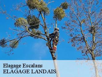 Elagage  escalans-40310 ELAGAGE LANDAIS