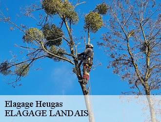 Elagage  heugas-40180 ELAGAGE LANDAIS