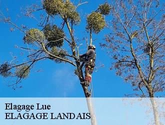 Elagage lue-40210 ELAGAGE LANDAIS