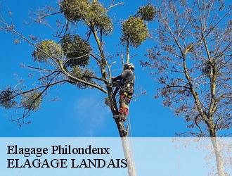 Elagage philondenx-40320 ELAGAGE LANDAIS