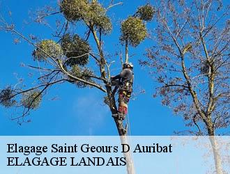 Elagage  saint-geours-d-auribat-40380 ELAGAGE LANDAIS
