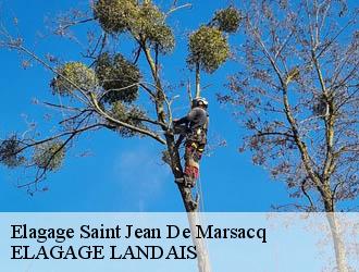 Elagage  saint-jean-de-marsacq-40230 ELAGAGE LANDAIS