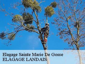 Elagage sainte-marie-de-gosse-40390 ELAGAGE LANDAIS