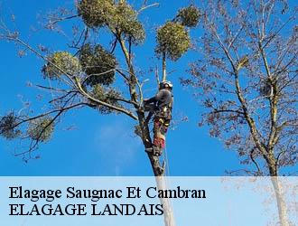 Elagage saugnac-et-cambran-40180 Riva Élagage 40