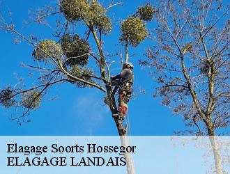 Elagage soorts-hossegor-40150 Riva Élagage 40