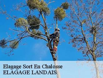 Elagage sort-en-chalosse-40180 Riva Élagage 40