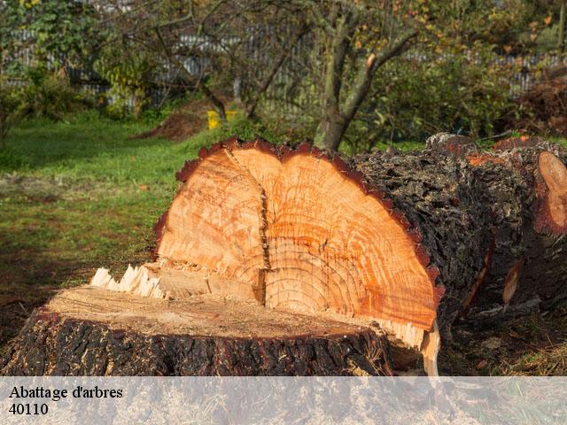 Abattage d'arbres  40110