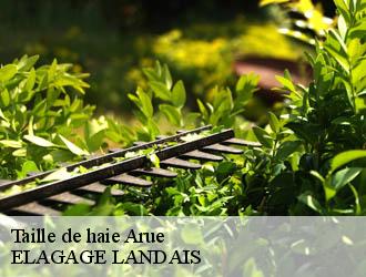 Taille de haie  arue-40120 Riva Élagage 40