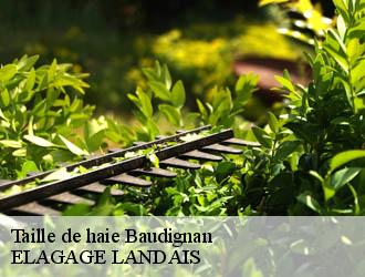 Taille de haie  baudignan-40310 Riva Élagage 40