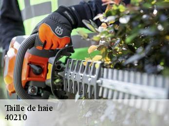 Taille de haie 40210