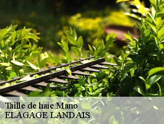 Taille de haie mano-40410 ELAGAGE LANDAIS