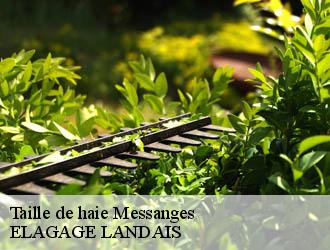 Taille de haie  messanges-40660 Riva Élagage 40