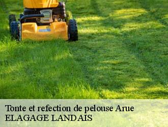 Tonte et refection de pelouse  arue-40120 Riva Élagage 40