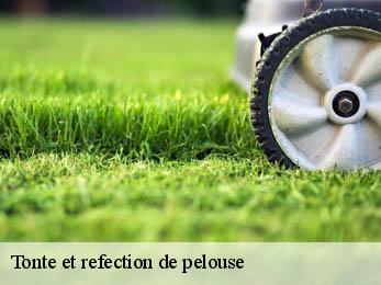 Tonte et refection de pelouse