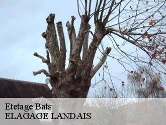 Etetage  bats-40320 Riva Élagage 40