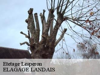 Etetage lesperon-40260 ELAGAGE LANDAIS