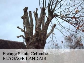 Etetage  sainte-colombe-40700 ELAGAGE LANDAIS