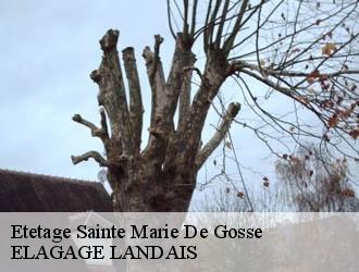 Etetage  sainte-marie-de-gosse-40390 Riva Élagage 40