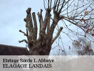 Etetage  sorde-l-abbaye-40300 Riva Élagage 40