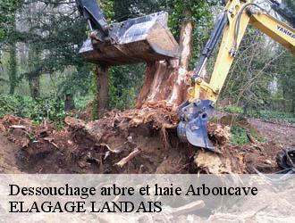 Dessouchage arbre et haie  arboucave-40320 Riva Élagage 40