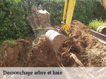 Dessouchage arbre et haie