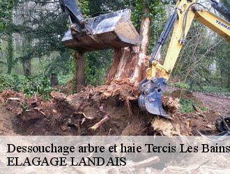 Dessouchage arbre et haie tercis-les-bains-40180 ELAGAGE LANDAIS